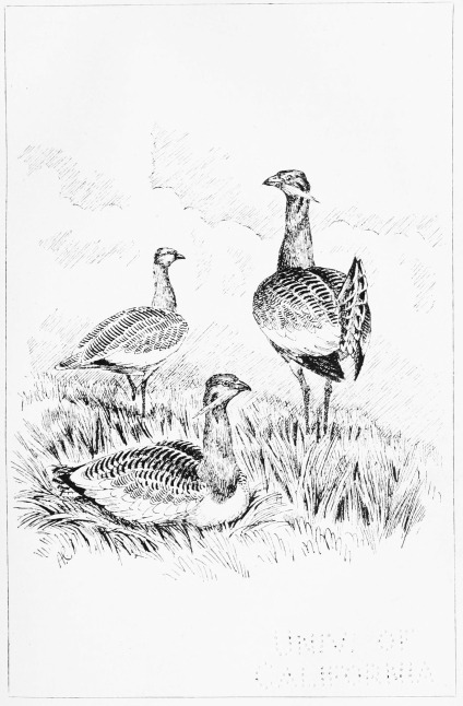 Plate IX.  GREAT BUSTARDS AMONG THE SPRING CORN.  Page 48.