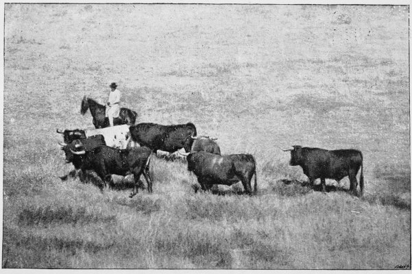 Plate XI.  BULLS ON THE PLAINS.  Page 57.