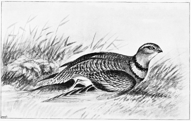 Plate XV.  PINTAILED SAND-GROUSE: FEMALE. (Pterocles alchata.)  Page 85.