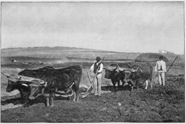 Plate XXVI.  PLOUGHING WITH OXEN.  Page 221.