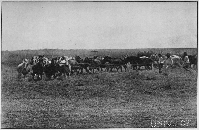 Plate XXVIII.  THRESHING THE CORN WITH YEGUAS (MARES).  Page 226.