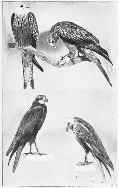 Plate XXX.  KITES AND MARSH-HARRIERS.  Page 242.