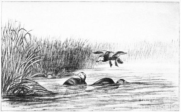 Plate XXXIII.  WHITE-FRONTED DUCK (ERISMATURA MERSA)—Santolalla, May 8th, 1883.  Page 270.