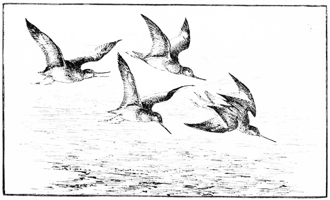 Plate L.  REDSHANKS.  Page 393.