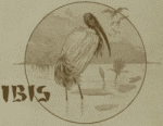 IBIS