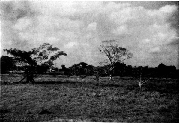 Fig. 1. Savanna about 75 kilometers east of Coatzacoalcos, Veracruz. Photograph by L. C. Stuart.