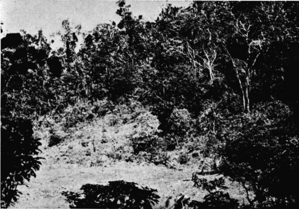 Fig. 1. Transition forest near La Princesa, Oaxaca. March, 1956.