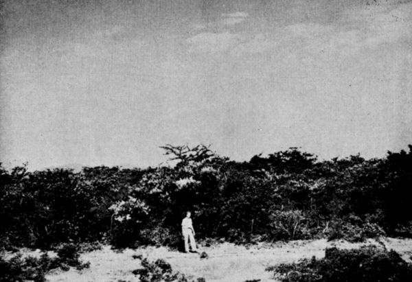 Fig. 1. Low, dense scrub forest near La Ventosa, Oaxaca. July, 1958.