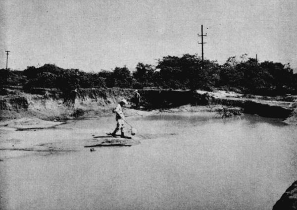 Fig. 2. Temporary pond in scrub forest north of Salina Cruz, Oaxaca. July 7, 1958. Rhinophrynus dorsalis, Bufo marmoreus, and Diaglena reticulata were breeding here the previous night.