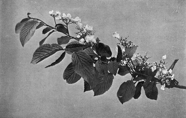 [Illustration: Viburnum Tomentosum, Thunb.]