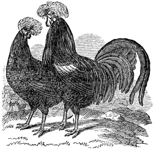 Poland Fowls