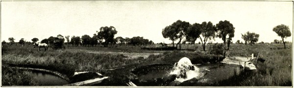 SCENE ON BARCALDINE DOWNS, CENTRAL QUEENSLAND