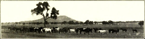 HORSES AT GOWRIE, DARLING DOWNS