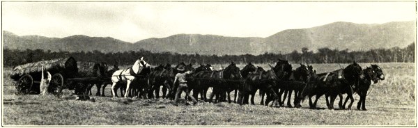 HAULING CEDAR, ATHERTON, NORTH QUEENSLAND