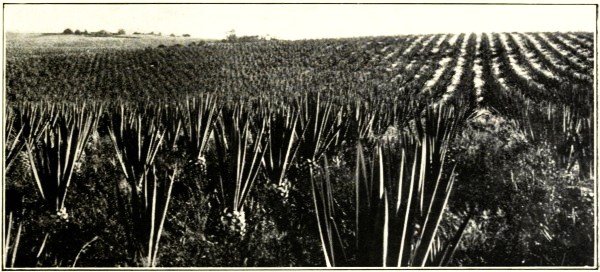 SISAL HEMP, CHILDERS, NORTH COAST RAILWAY