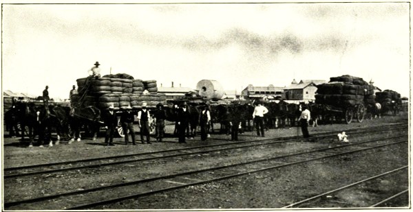 WOOL TEAMS, LONGREACH, CENTRAL QUEENSLAND