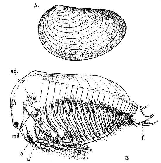 Estheria obliqua