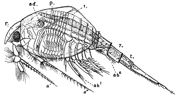 Nebalia bipes