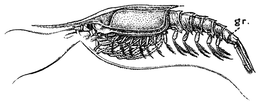 Gnathophausia willemoesii