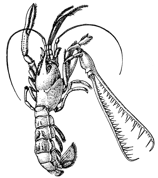 Thaumastocheles zaleucus