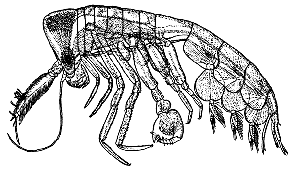 Phronima colletti