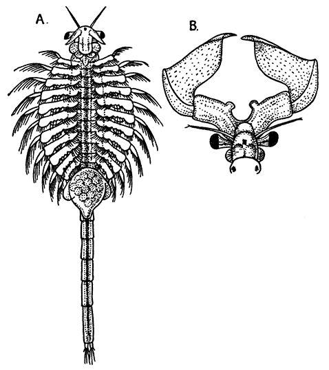 The Brine Shrimp