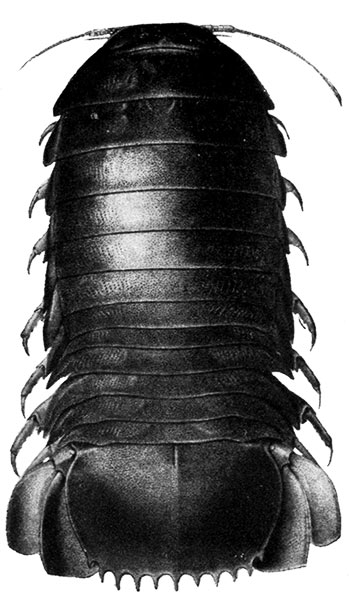 Bathynomus giganteus