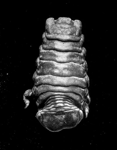 Cymothoa oestrum