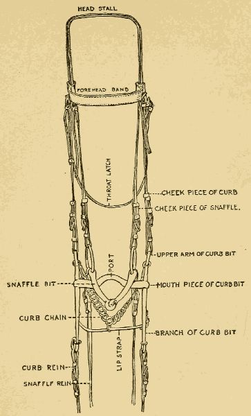 DOUBLE BRIDLE FOR GENERAL USE