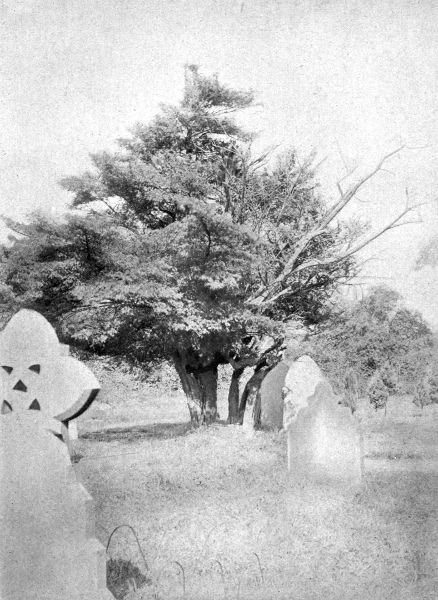 Old Yew Tree.