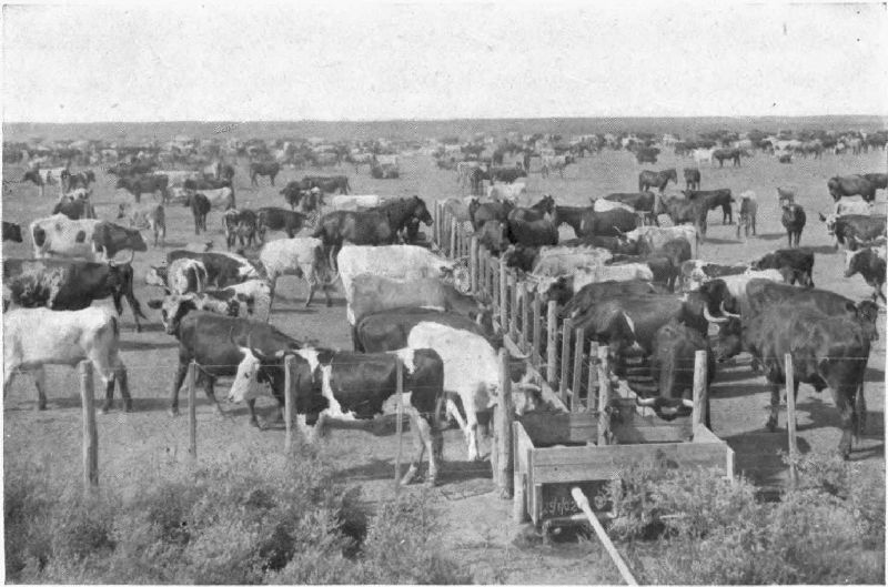 A DRINKING PLACE ON AN ESTANCIA.