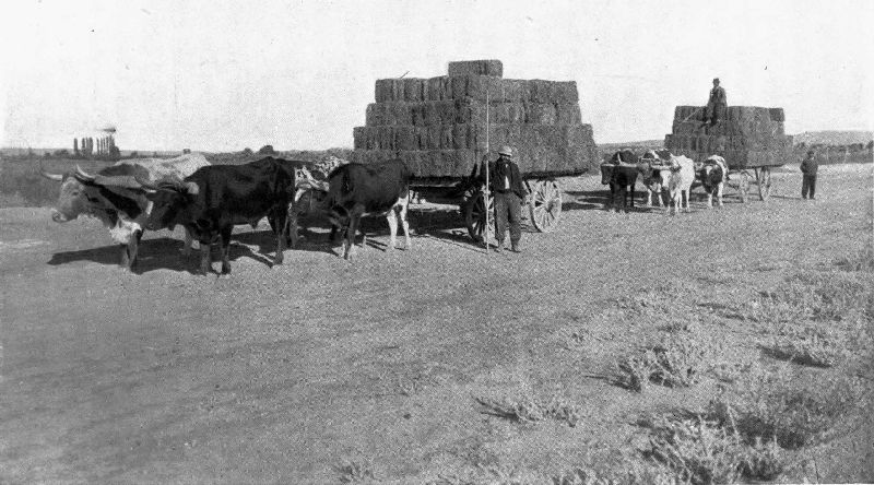 CONVEYING ALFALFA TO A RAILWAY STATION..