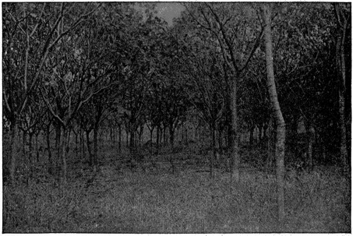 Young rubber trees