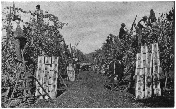 Picking apples