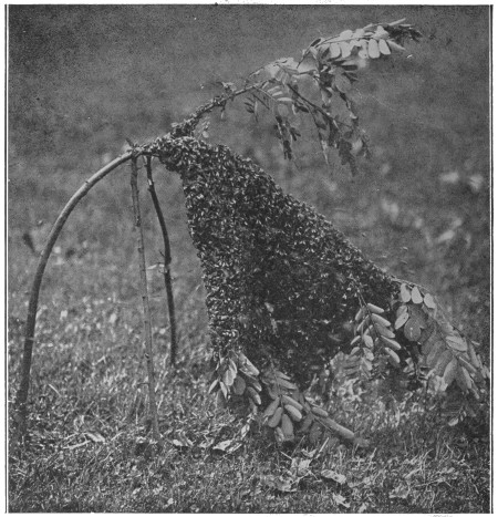 Bees bending down a young tree