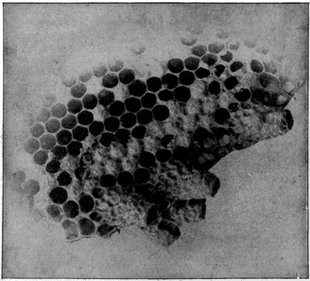 Large size of queen cells