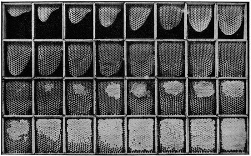 Thirty-two stages in honey comb construction