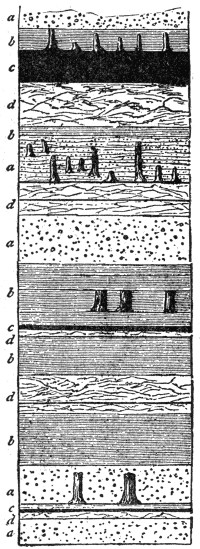 Geological profile of coal field