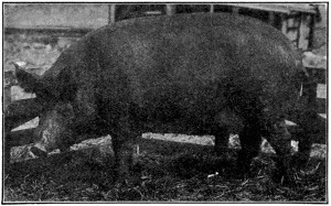 Tamworth sow