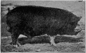 Berkshire boar