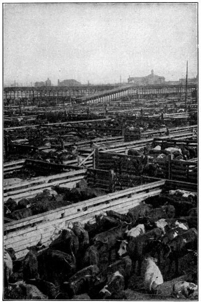 Beef cattle waiting for the butcher