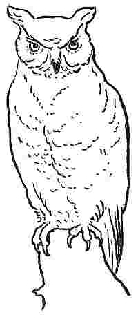 The Owl