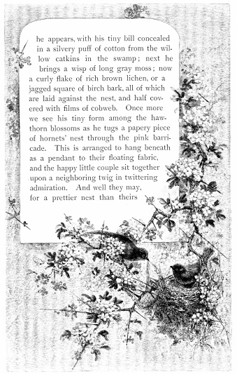 he appears, with his tiny bill concealed in a silvery puff of cotton from the willow catkins in the swamp; next he brings a wisp of long gray moss; now a curly flake of rich brown lichen, or a jagged square of birch bark, all of which are laid against the nest, and half covered with films of cobweb. Once more we see his tiny form among the hawthorn blossoms as he tugs a papery piece of hornets’ nest through the pink barricade. This is arranged to hang beneath as a pendant to their floating fabric, and the happy little couple sit together upon a neighboring twig in twittering admiration. And well they may, for a prettier nest than theirs