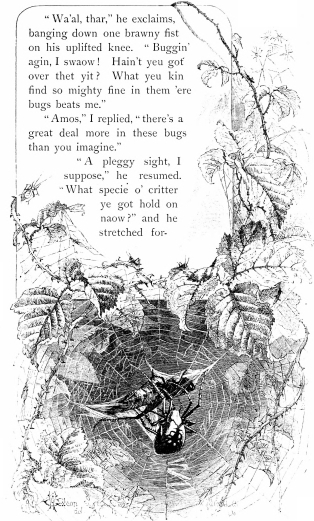 “Wa’al, thar,” he exclaims, banging down one brawny fist on his uplifted knee. “Buggin’ agin, I swaow! Hain’t yeu got over thet yit? What yeu kin find so mighty fine in them ’ere bugs beats me.  “Amos,” I replied, “there’s a great deal more in these bugs than you imagine.”  “A pleggy sight, I suppose,” he resumed. “What specie o’ critter ye got hold on naow?” and he stretched for-”