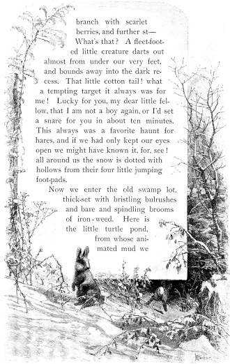 branch with scarlet berries, and further st—What’s that? A fleet-footed little creature darts out almost from under our very feet, and bounds away into the dark recess. That little cotton tail! what a tempting target it always was for me! Lucky for you, my dear little fellow, that I am not a boy again, or I’d set a snare for you in about ten minutes. This always was a favorite haunt for hares, and if we had only kept our eyes open we might have known it, for, see! all around us the snow is dotted with hollows from their four little jumping foot-pads.  Now we enter the old swamp lot, thick-set with bristling bulrushes and bare and spindling brooms of iron-weed. Here is the little turtle pond, from whose animated mud we