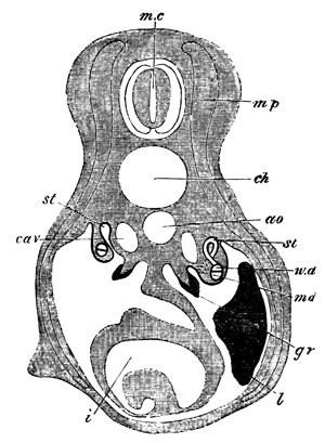 Diagrammatic representation of a transverse section of a Scyllium  Embryo