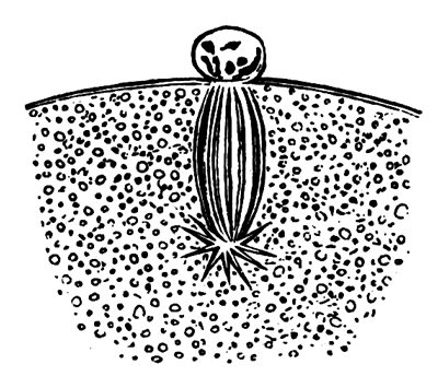 Portion of the ovum of Asterias glacialis