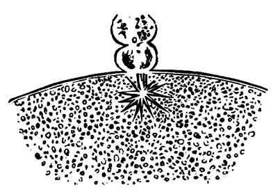 Portion of the ovum of Asterias glacialis