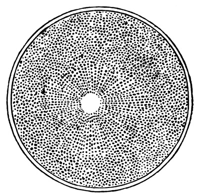 Ovum of Asterias glacialis after the coalescence of the male and  female pronucleus