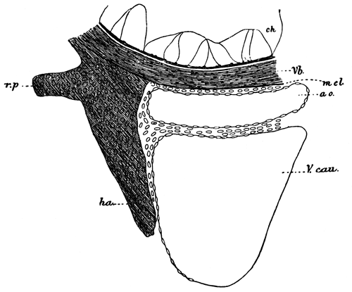 Transverse section through the ventral part of the notochord